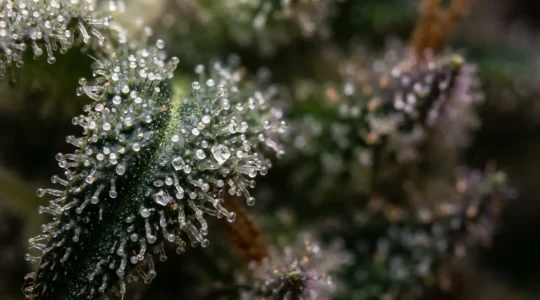 Certification biologique et contrôle qualité du CBD en France